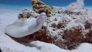 Graue Muräne  Ein Raubfisch im Roten Meer [upl. by Leonidas]