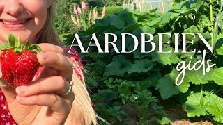 ÁL mijn aardbeien tips voor de BESTE oogst planten kweken stekken zaaien voeding ampmeer [upl. by Delmar]