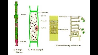 OEDOGONIUM THALLUS BSC Ist sem [upl. by Annod]