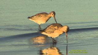 MYRSPOV Bartailed Godwit Limosa lapponica Klipp  1511 [upl. by Matthei]