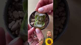 LITHOPS conocida como piedras vivas [upl. by Leibman]