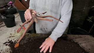 Planting Eremurus  Burncoose Nurseries [upl. by Luana336]