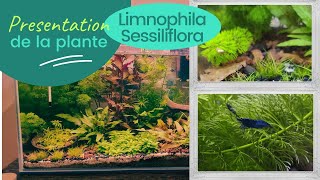 Limnophila sessiliflora  plante  aquarium eau douce [upl. by Aokek4]