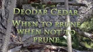 When to prune a Deodar Cedar [upl. by Tomasz]