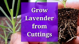 Grow Lavender from Cuttings [upl. by Diraj]