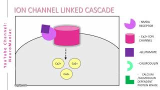 NEUROSCIENCE  SIGNAL TRANSDUCTION CASCADE WITH EXAMPLES [upl. by Nolahc]