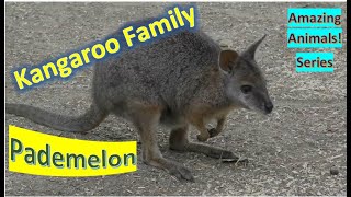 Pademelon facts 🦘small marsupials 🦘 ambulate by hopping 🦘 kangaroo family [upl. by Aihsal445]