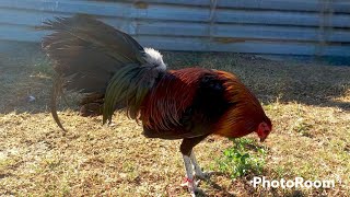 Leiper con Brown Red Ojos negros cola totalmente negra 🐓 [upl. by Graves]