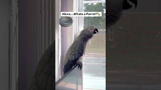 Alexa…What’s a parrot🦜parrot birds alexa africangrey talkingparrot talkingbird ai funny [upl. by Teahan]