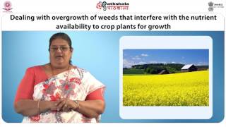 Transgenic Plants in Food Technology [upl. by Adnohsat]