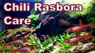 A Tiny Little MUST Have Fish Chili Rasbora Care and Breeding [upl. by Raddi]