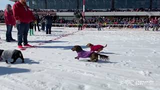 Skijoring at Canterbury Park [upl. by Sirromal]