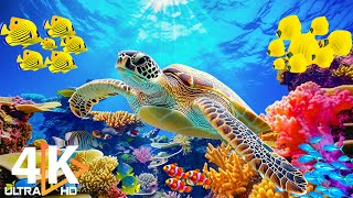 Explore the Red Sea in 4K  Beautiful Reef Fish in Aquarium  Relaxing Music with Sea Creatures [upl. by Arymahs]