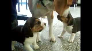 Dog mom ends beagle puppies fight [upl. by Letnuahs473]