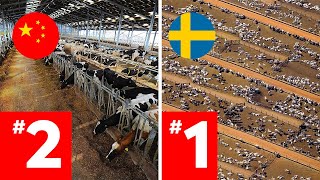 LARGEST Cattle Farms Around The World RANKED [upl. by Analra609]