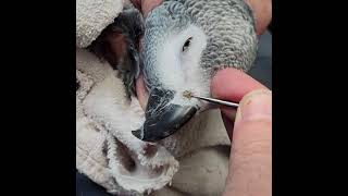 Rhinolith African Grey Parrot Nose Picking [upl. by Dodi]