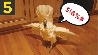 5 Funny Talking Parrots creepy and cool [upl. by Kristi]