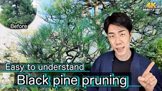 essential for Japanese gardens pine tree pruning [upl. by Ahsla]