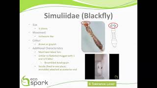 Blackfly Simuliidae Key ID Features [upl. by Ajani]