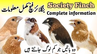 Bengalese Society Finch Breeding Tips  Bengalese Society Finch Male Female  Society Finch Singing [upl. by Maiah]