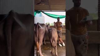 How much profit in dairy farming of 1 buffalo dairy cow [upl. by Alihet]