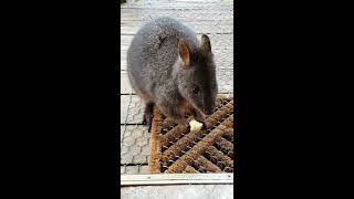 Friendly pademelon 1 [upl. by Ahsito]