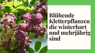 13 Blühende Kletterpflanzen die winterhart und mehrjährig sind [upl. by Marchak684]