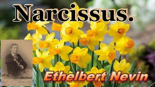 Narcissus Song Ethelbert Nevin No328 Mira 18 12quot [upl. by Lrac400]