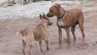 Aussie Cattle Dog vs Rhodesian Ridgeback [upl. by Anrol]