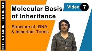 Molecular Basis of Inheritance  NEET  Structure of rRNA amp Important Terms  Neela Bakore Tutorials [upl. by Ymia]