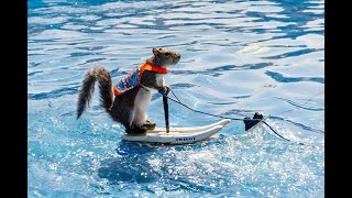 Watch Twiggy the Water Skiing Squirrel race across the water [upl. by Aihcats]