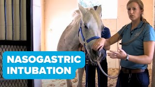 Equine Training Nasogastric Intubation [upl. by Aisanat]