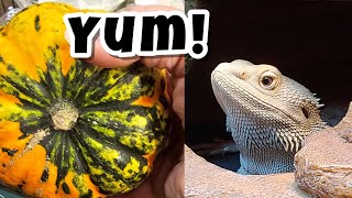 Squash prep and varieties for your Bearded Dragon [upl. by Ali205]