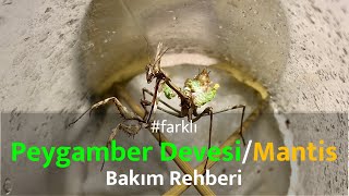 farklı Peygamber DevesiMantis Bakım Rehberi Empusa Fasciata [upl. by Anavlys]