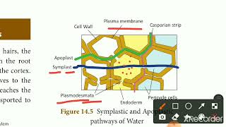 Pathway of water absorbed by roots in tamilStd 10apoplast and symplast pathway [upl. by Ardnaskela934]