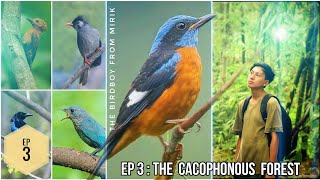 The Birdboy  Episode 3  The Cacophonous Forest [upl. by Nrol]