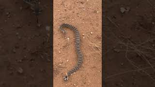 How far can a Mojave Rattlesnake strike [upl. by Baalbeer956]