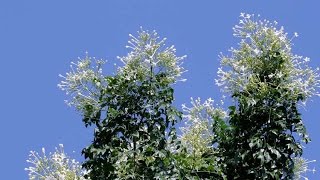 Tree Jasmine Akash Mallige  Millingtonia Hortensis [upl. by Powers]