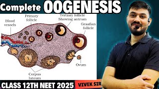 Oogenesis  Gametogenesis  Human Reproduction class 12  Part6  by Vivek Sir [upl. by Iuqcaj]