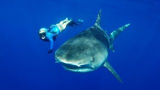 GoPro Freediving with Tiger Sharks in 4K [upl. by Sterner]