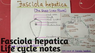 Fasciola hepatica  Life cycle full notes explain in hindi [upl. by Belmonte]