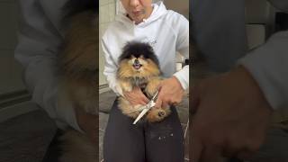 Trimming My Dogs Paws Be Like…👹 shorts pomeranian [upl. by Laurice]