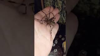 Heteropoda Maxima giant huntsman handling [upl. by Kolk]