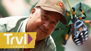 Harvesting Ant Eggs amp Stink Bugs in Mexico  Bizarre Foods with Andrew Zimmern  Travel Channel [upl. by Tice619]