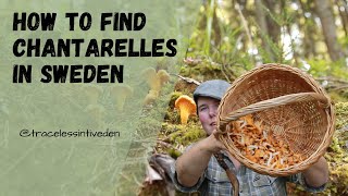 How to Find Chantarelles in the Swedish forest [upl. by Nevaj]