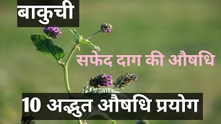 बाकुची के फायदे  Bakuchi ke fayde  Bakuchi ka paudha  Bakuchi tail  Psoralea corylifolia uses [upl. by Alyce]