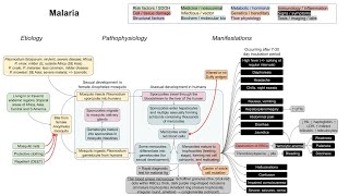 Malaria mechanism of disease [upl. by Demetria]