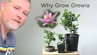 Bonsaify  Why Grewia aka Lavender Star Flower Makes Good Bonsai [upl. by Adian]