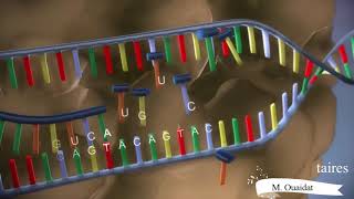 Transcription de lADN en ARNm [upl. by Acinhoj]