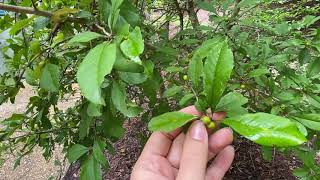 Ilex decidua possumhaw [upl. by Schechter]